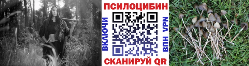 цена наркотик  Скопин  omg   Галлюциногенные грибы Psilocybine cubensis 